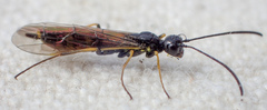 Cephidae