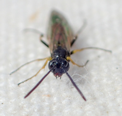 Cephidae