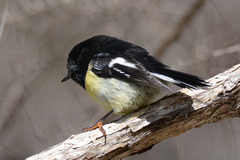 Petroica macrocephala