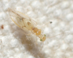 Trichopsocus clarus