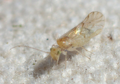 Trichopsocus clarus