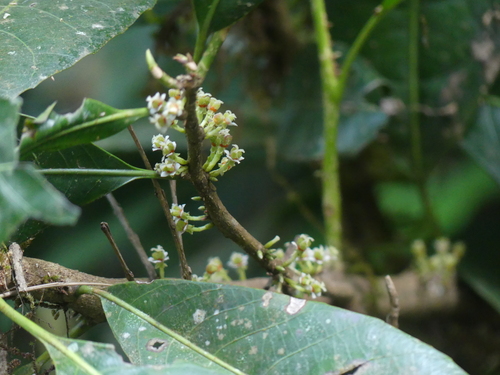 Agrostistachys indica observed 2024-01-19