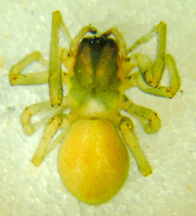 Cheiracanthium inclusum