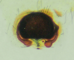 Cheiracanthium inclusum