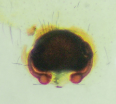 Cheiracanthium inclusum