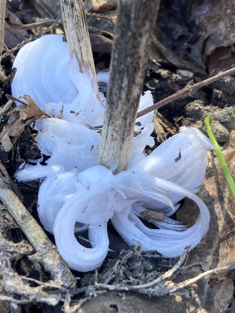 Verbesina virginica, Prentice Cooper State Forest, Chattanooga, TN, US