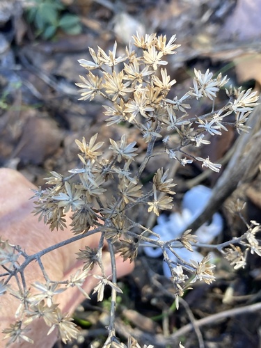 Verbesina virginica