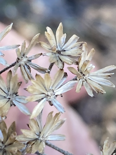 Verbesina virginica