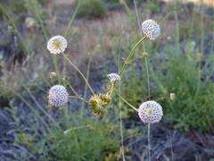 Trachymene glaucifolia
