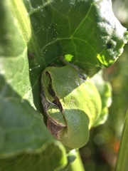 Hyla japonica