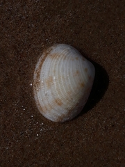 Antigona persimilis