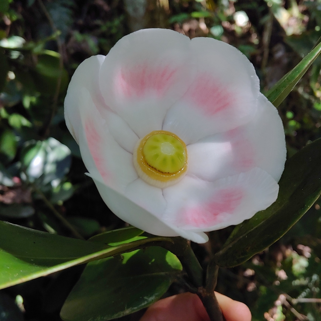 Scotch attorney (Clusia rosea)