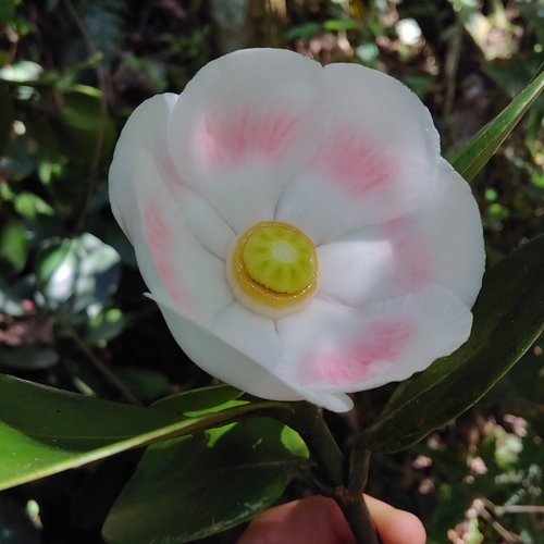 Scotch attorney (Clusia rosea)