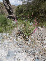 Penstemon pseudospectabilis