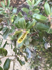 Lophocampa argentata