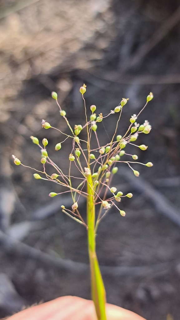Trichanthecium cyanescens