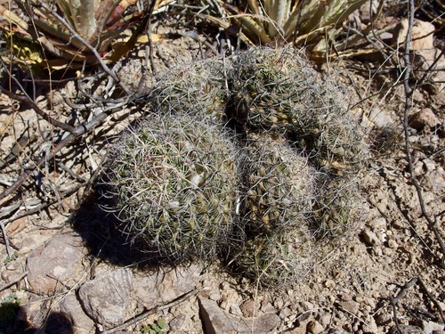 Mammillaria johnstonii