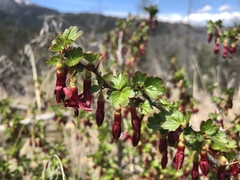Ribes roezlii