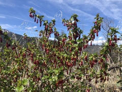 Ribes roezlii