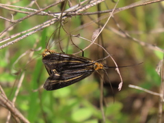 Nerophilus californicus