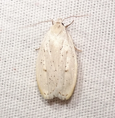 Durrantia piperatella