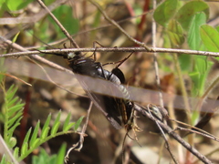 Nerophilus californicus