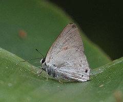 Deudorix hypargyria hypargyria