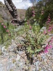 Penstemon pseudospectabilis