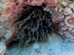 Periclimenes yucatanicus