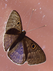 Eurybia lycisca image