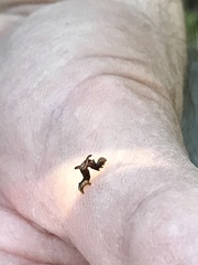Nematocampa