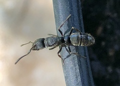 Pachycondyla harpax