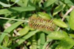 Setaria pallide-fusca