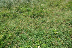 Setaria pallide-fusca