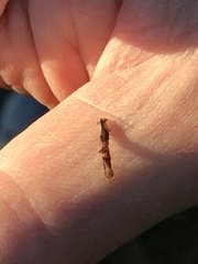 Nematocampa