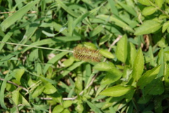 Setaria pallide-fusca