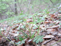 Phacelia covillei
