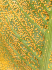 Uromyces ari-triphylli