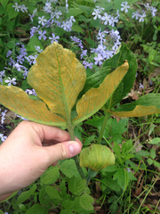 Uromyces ari-triphylli