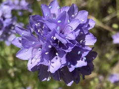 Gilia achilleifolia
