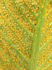 Uromyces ari-triphylli