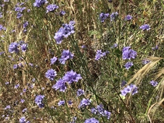 Gilia achilleifolia