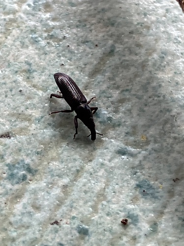 Oxydema fusiforme observed 2024-02-18