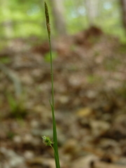 Carex laxiflora