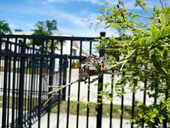 Anelosimus studiosus