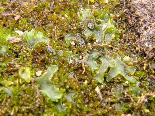 Phymatocerotales