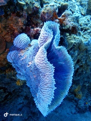 Callyspongia plicifera