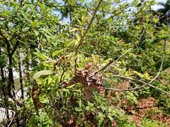 Anelosimus studiosus