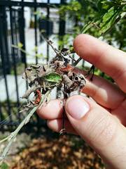 Anelosimus studiosus