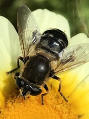 Polydontomyia curvipes